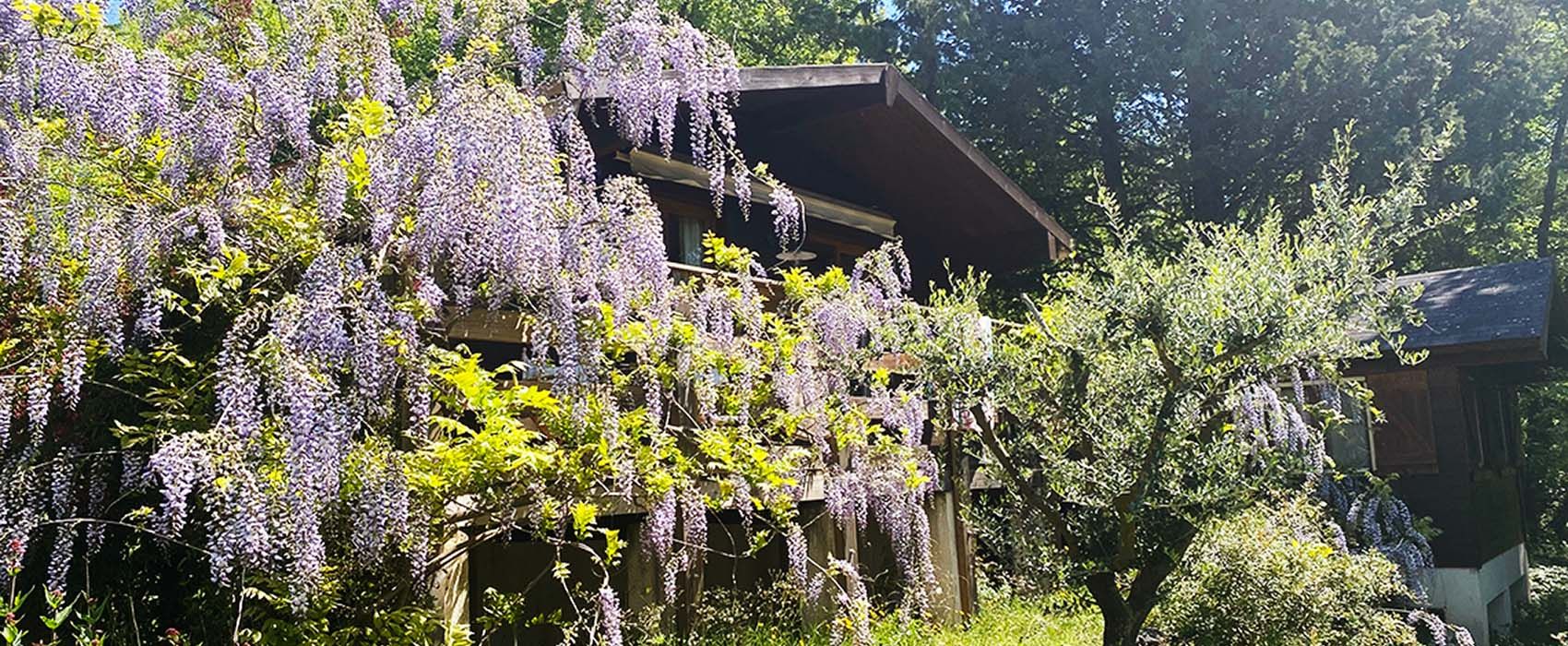 Purple rain-chalet-l